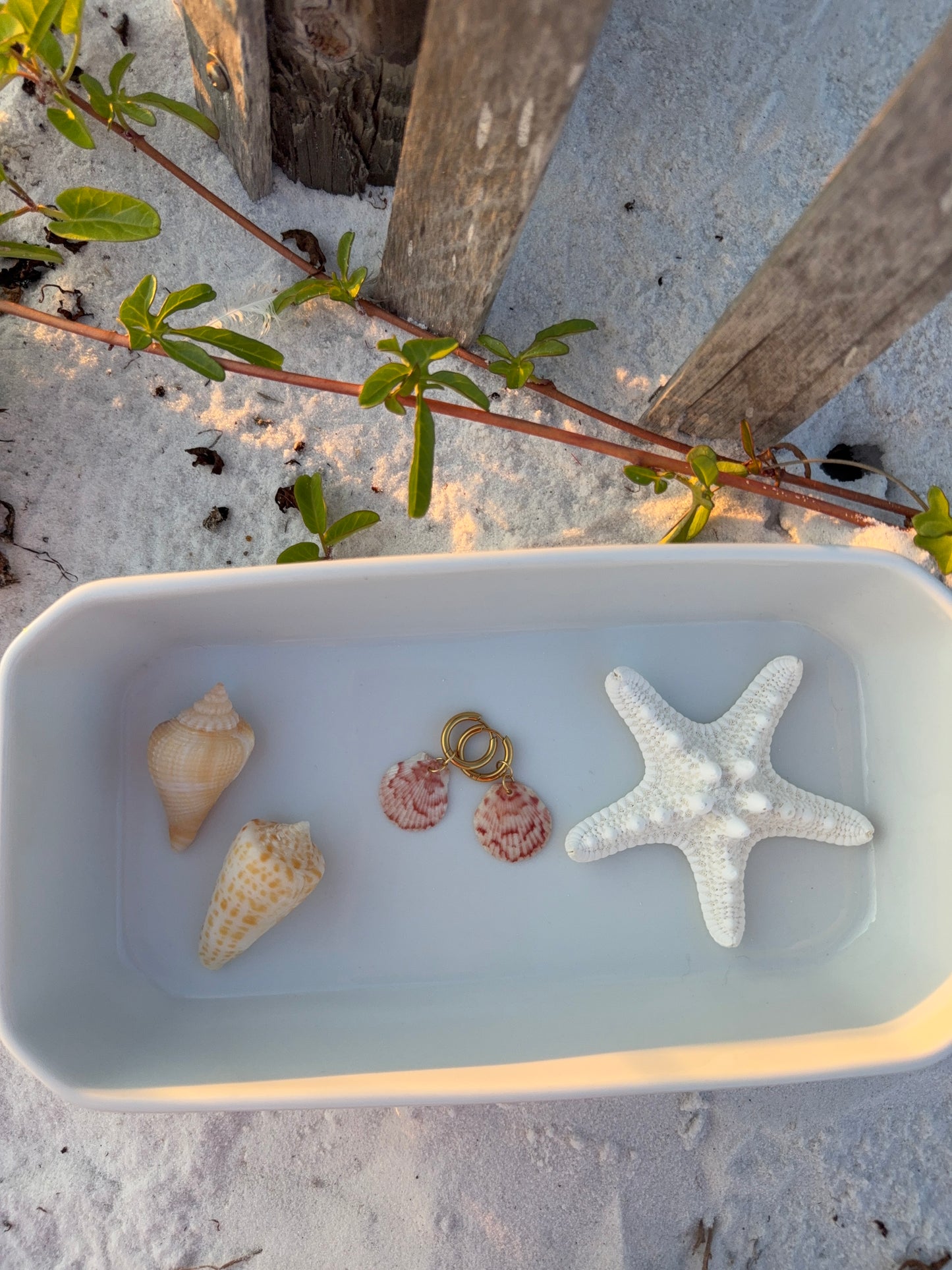 Seashell Earrings