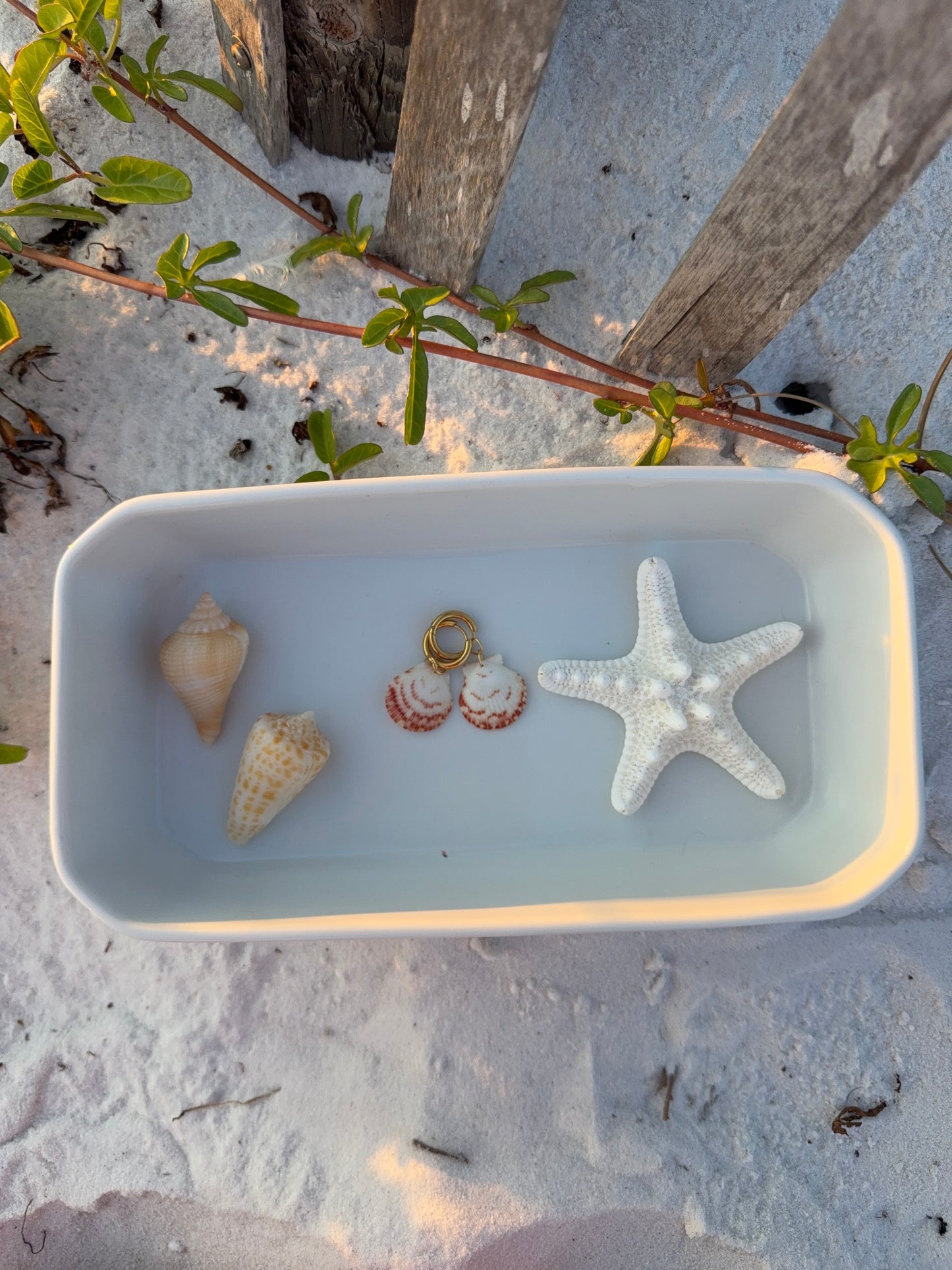 Seashell Earrings